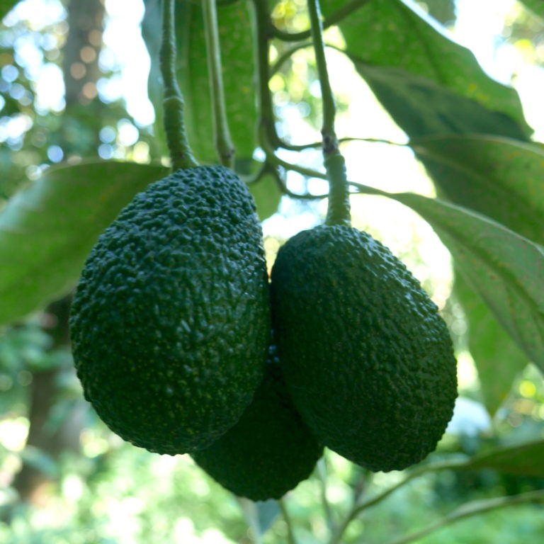 page acceuil fruit avocat