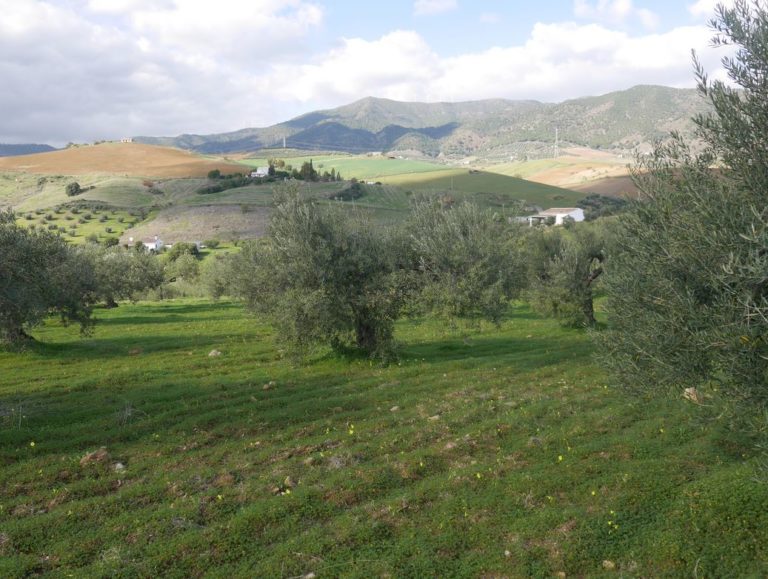livia 4