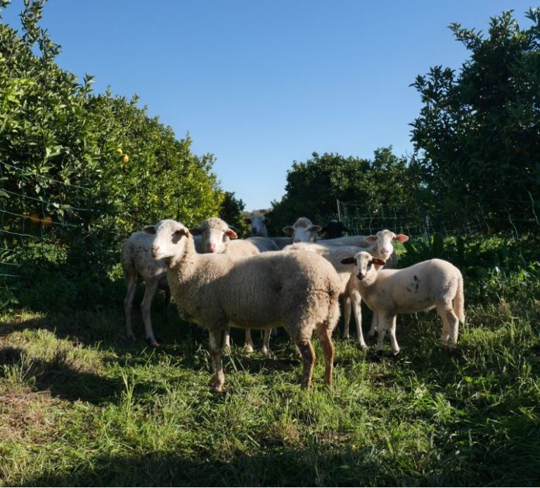 moutons