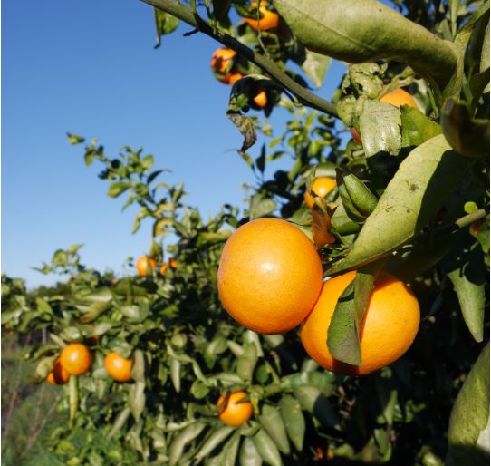 oranges carré