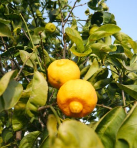 citron doux
