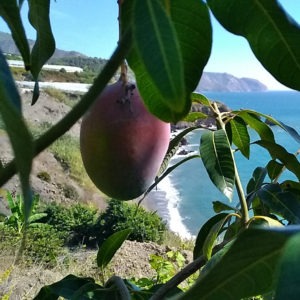 photo mangue site internet